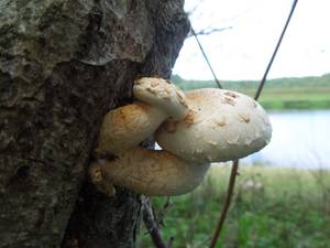 137_Hemipholiota populnea DSCN0001, Старицкий район, Tver Oblast (Russia)