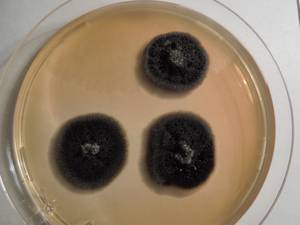 MSU_FS-01549 01, Район Тан Фу (Tân Phú districts), Đồng Nai province (Vietnam)