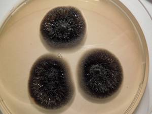 MSU_FS-01491 01, Район Тан Фу (Tân Phú districts), Đồng Nai province (Vietnam)