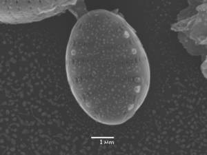 212-sem-16, Рузский район, Moscow Oblast (Russia)