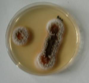 MSU_FS-00868 01, Район Тан Фу (Tân Phú district), Đồng Nai province (Vietnam)