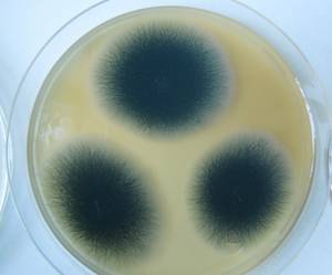 MSU_FS-02526 01, Район Ша Тай (Sa Thầy district), Kon Tum province (Vietnam)