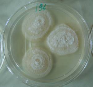 2999_MSU_FS-01, Район Тан Шон (Thanh Sơn District), Bến Tre Province (Vietnam)