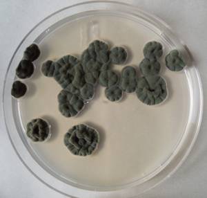 MSU_FS-03281_01, Район К Банг (K'Bang districts), Gia Lai province (Vietnam)