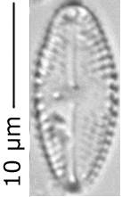 Luticola_rot_300-305, о. Шемья (Shemya), Alaska (United States)