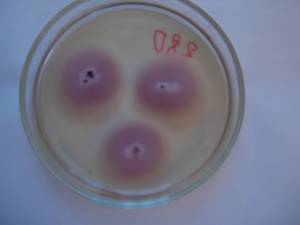 MSU_FS-02077 01, Район Лак Дыонг (Lạc Dương district), Lâm Đồng province (Vietnam)