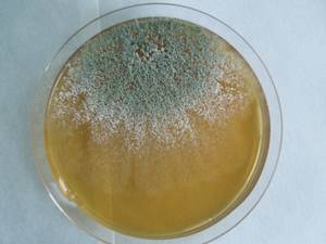 MSU_FS-01587 01, Район Винь Куу (Vĩnh Cửu districts), Đồng Nai province (Vietnam)