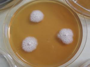 MSU_FS-03317_01, Район Манг Занг (Mang Yang districts), Gia Lai province (Vietnam)