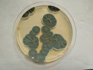 MSU_FS-01395 01, Район Лак (Lắk district), Đắk Lắk province (Vietnam)