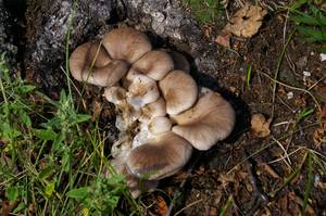 161_Pleurotus  001, СЗАО, Moscow (Russia)