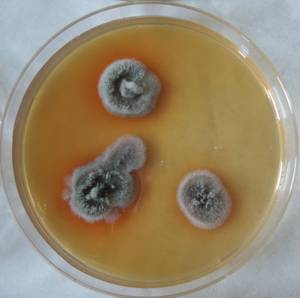 MSU_FS-03384_01, Район Манг Занг (Mang Yang districts), Gia Lai province (Vietnam)