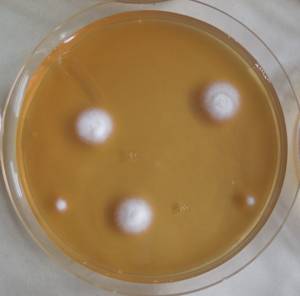 MSU_FS-03328_01, Район К Банг (K'Bang districts), Gia Lai province (Vietnam)