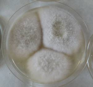 MSU_FS-02312 01, Район Лак (Lắk district), Đắk Lắk province (Vietnam)