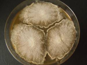 MSU_FS-03337_01, Район Манг Занг (Mang Yang districts), Gia Lai province (Vietnam)