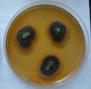 MSU_FS-00251 01, Район Тан Фу (Tân Phú district), Đồng Nai province (Vietnam)