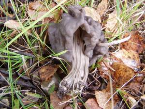 Helvella lacunosa Afzel.
фото А.В. Александровой, Одинцовский, Moscow Oblast (Russia)