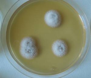 MSU_FS-02573 01, Район Кон Плонг (Kon Plông district), Kon Tum province (Vietnam)