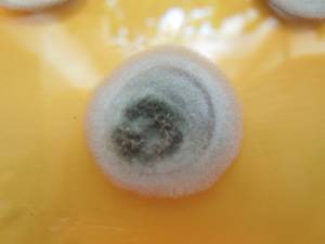 MSU_FS-01576, Район Тан Фу (Tân Phú districts), Đồng Nai province (Vietnam)