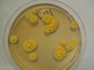 MSU_FS-01318 01, Район Бао Лам (Bảo Lâm district), Lâm Đồng province (Vietnam)