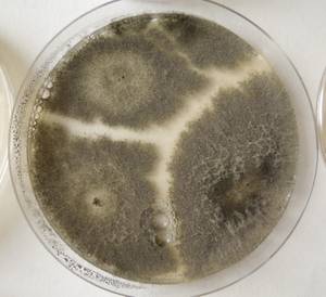 MSU_FS-02624 01, Район Кон Плонг (Kon Plông district), Kon Tum province (Vietnam)