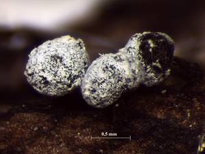 Didymium melanospermum - внешний вид спороношений, Лоухский, Karelia (Russia)