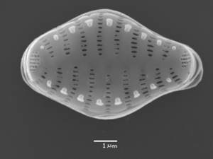 20-sem-14, Рузский район, Moscow Oblast (Russia)