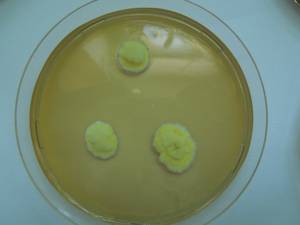 MSU_FS-01629 01, Район Тан Фу (Tân Phú districts), Đồng Nai province (Vietnam)