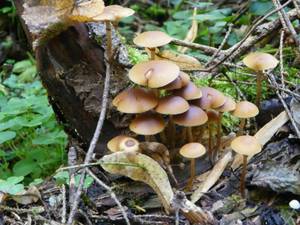Galerina marginata (Batsch) Kühner
фото В.П. Прохорова, Рузский, Moscow Oblast (Russia)