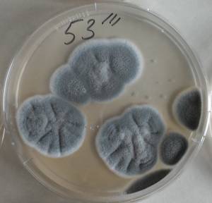 2900_MSU_FS-01, Район Манг Занг (Mang Yang districts), Gia Lai province (Vietnam)