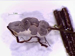Physarum diderma - внешний вид спороношений с частично вскрытым внешним слоем перидия. Хорошо заметен внутренний слой перидия., Нелидовский, Tver Oblast (Russia)
