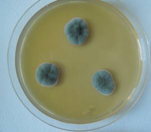 MSU_FS-02529 01, Район Кон Плонг (Kon Plông district), Kon Tum province (Vietnam)