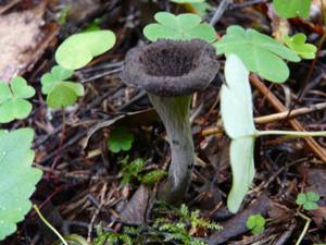 Craterellus cornucopioides (L.) Pers.
фото В.П. Прохорова, Одинцовский, Moscow Oblast (Russia)