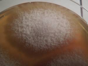 MSU_FS-01476, Район Тан Фу (Tân Phú districts), Đồng Nai province (Vietnam)