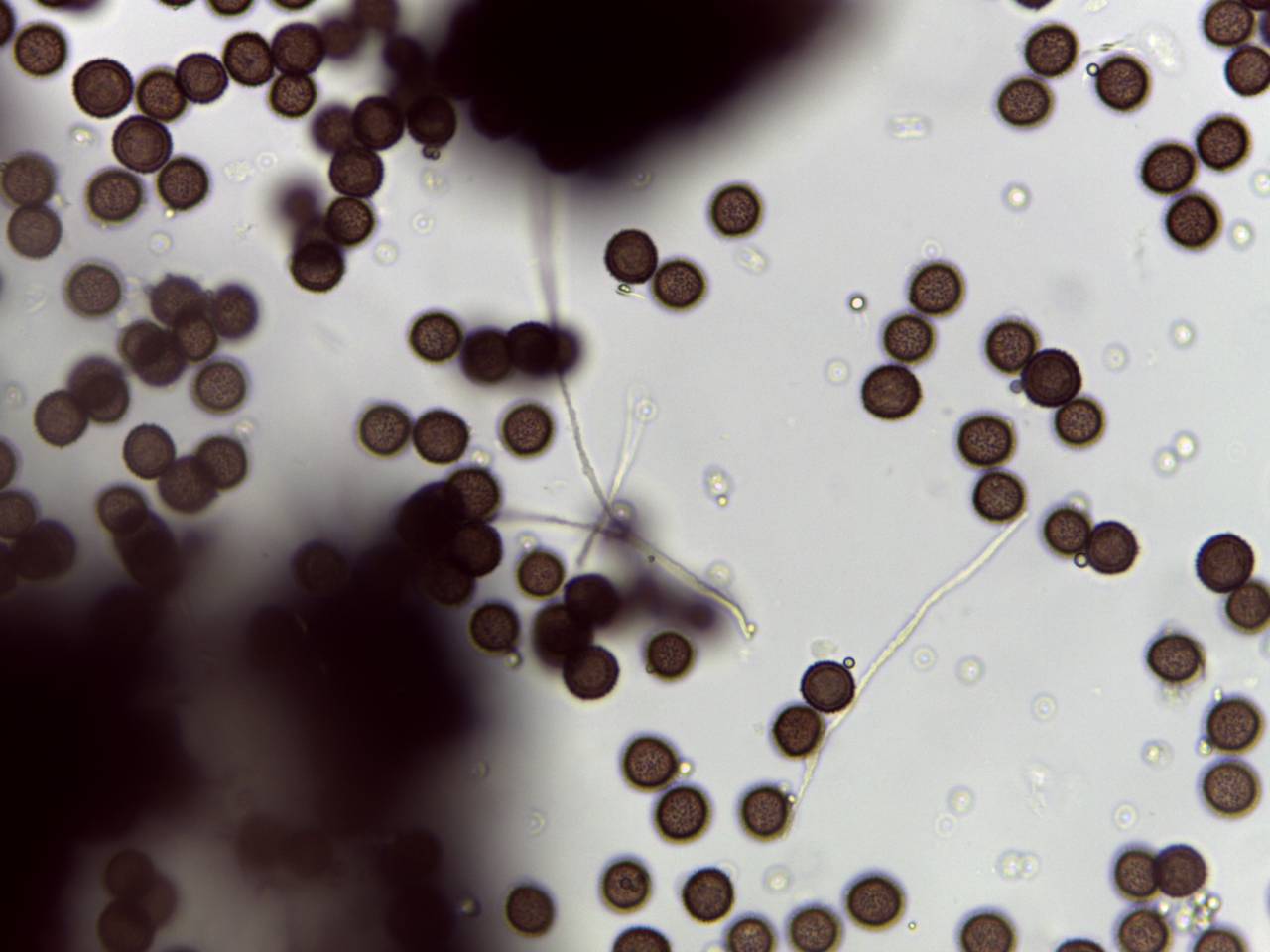 Diderma spumarioides - споры × 1000, Каневской, Krasnodar Krai (Russia)