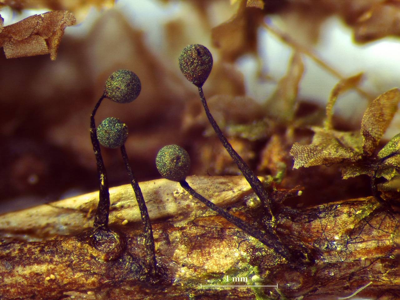 Lamproderma columbinum - внешний вид спороношений, Нелидовский, Tver Oblast (Russia)