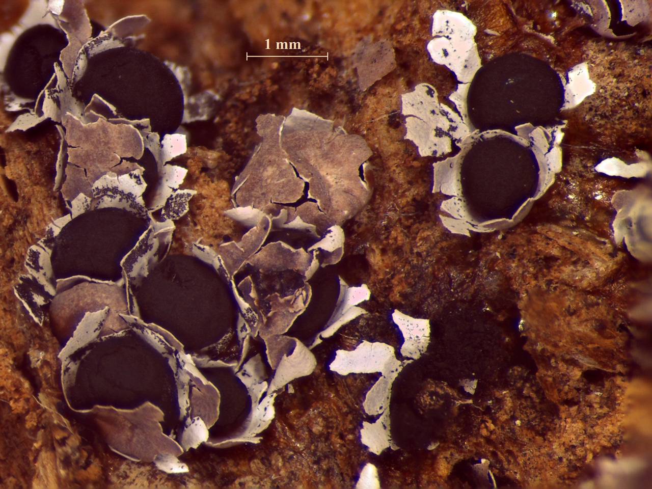 Diderma radiatum - внешний вид спороношений, Нелидовский, Tver Oblast (Russia)