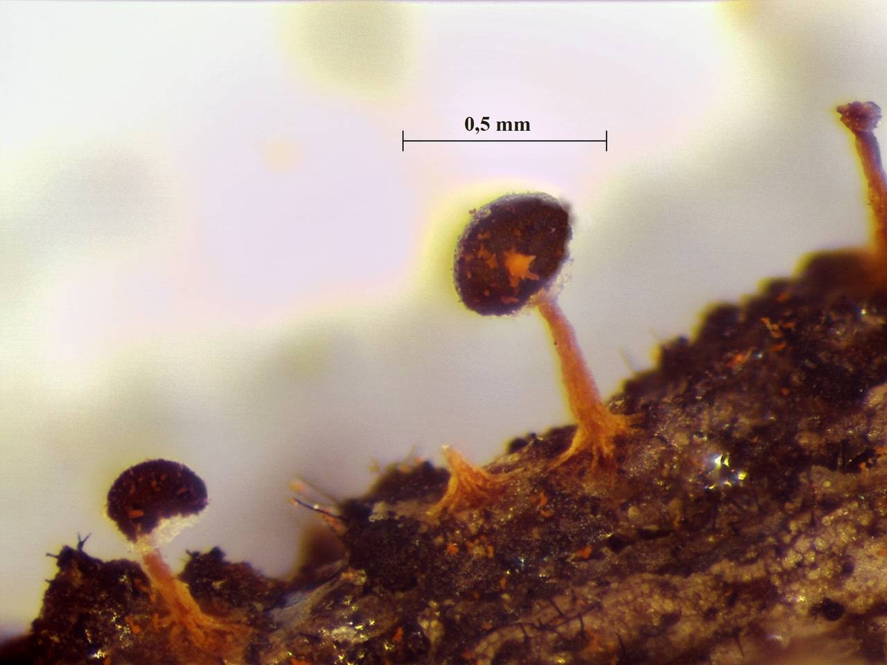 Physarum paittacinum - внешний вид спороношений, Лазовский, Primorsky Krai (Russia)