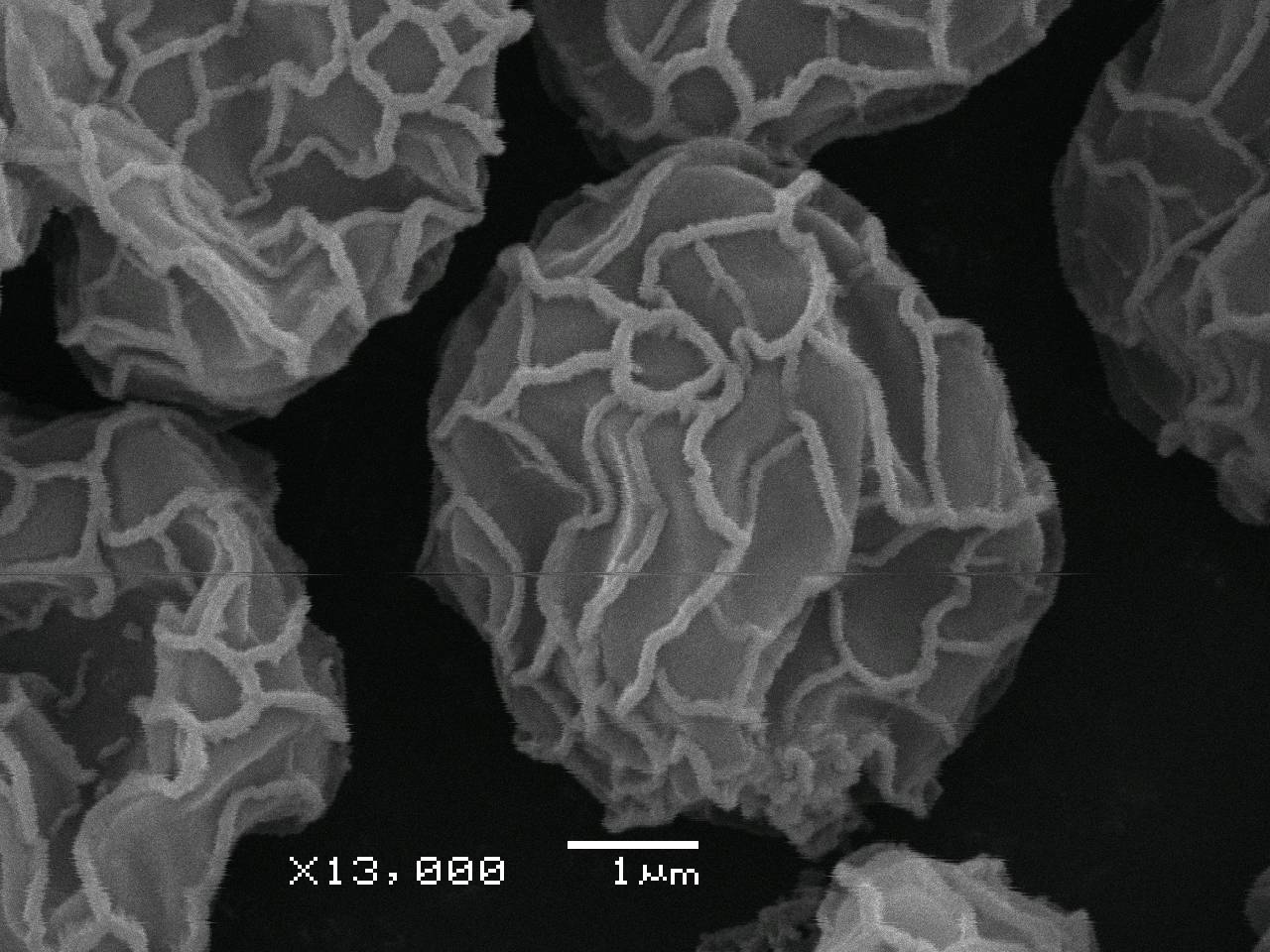 Stemonitopsis favogenita  - Споры, СЭМ, Лазовский, Primorsky Krai (Russia)