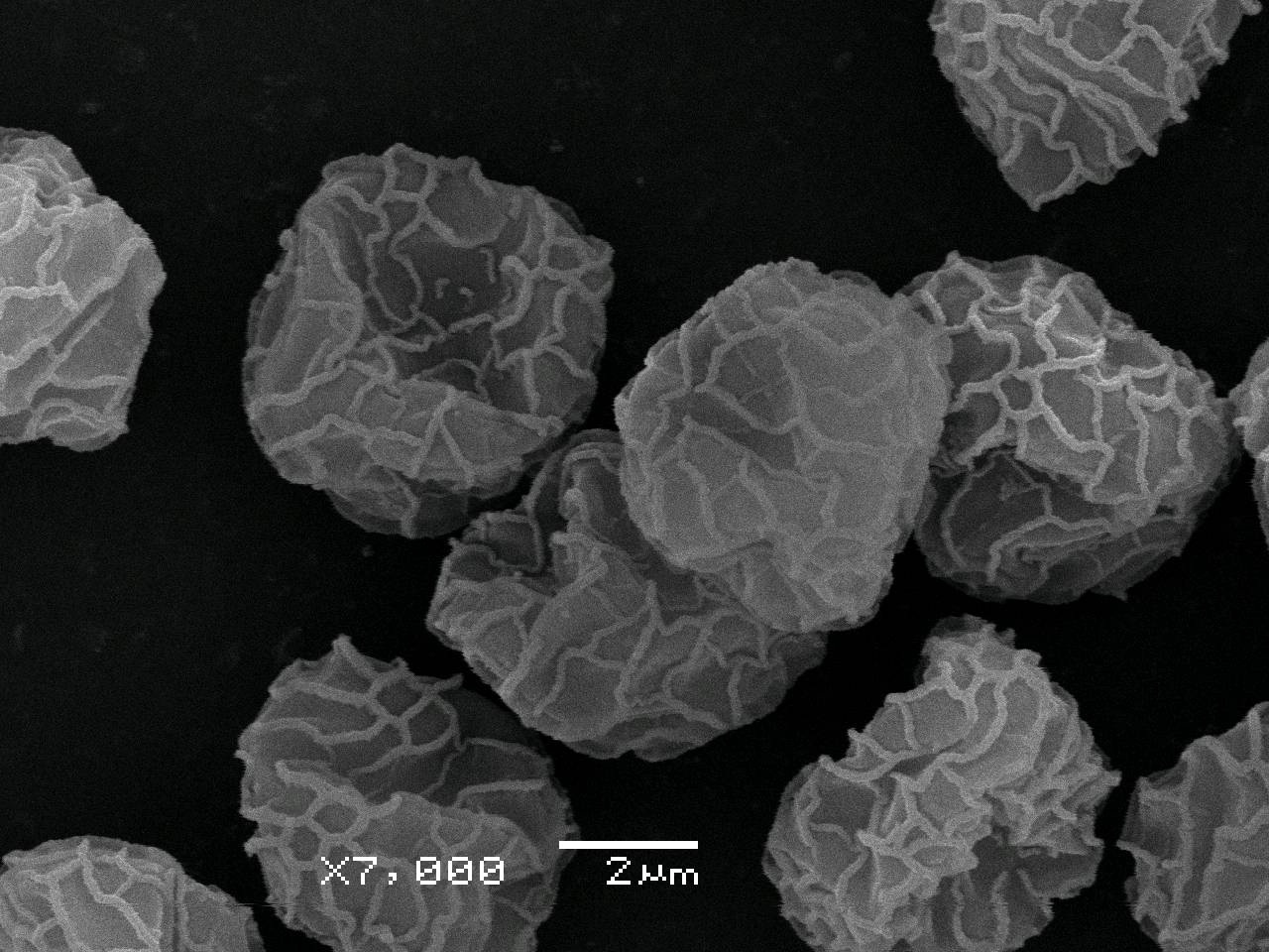 Stemonitopsis favogenita  - Споры, СЭМ, Лазовский, Primorsky Krai (Russia)