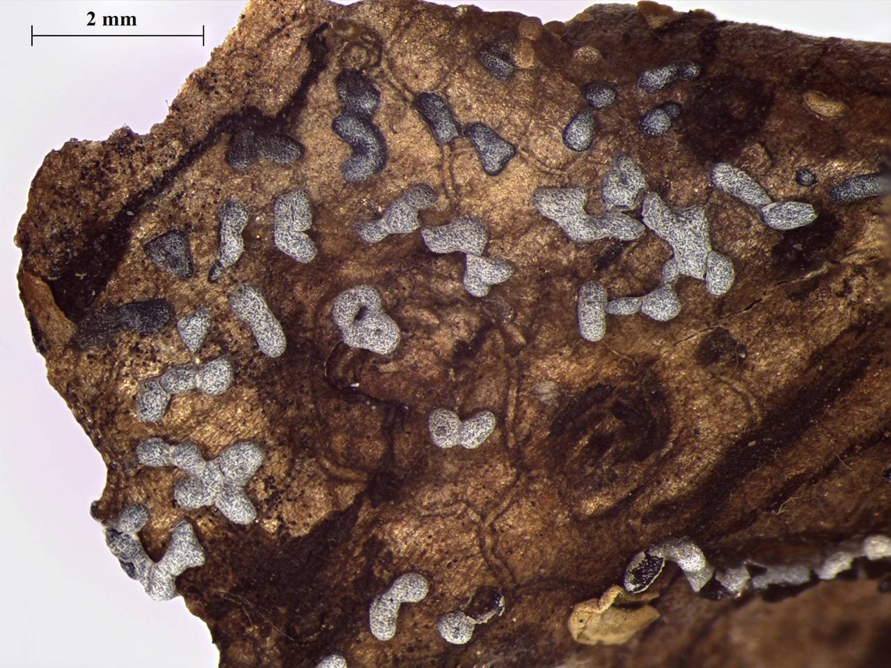 Physarum cinereum - внешний вид спороношений, Лазовский, Primorsky Krai (Russia)