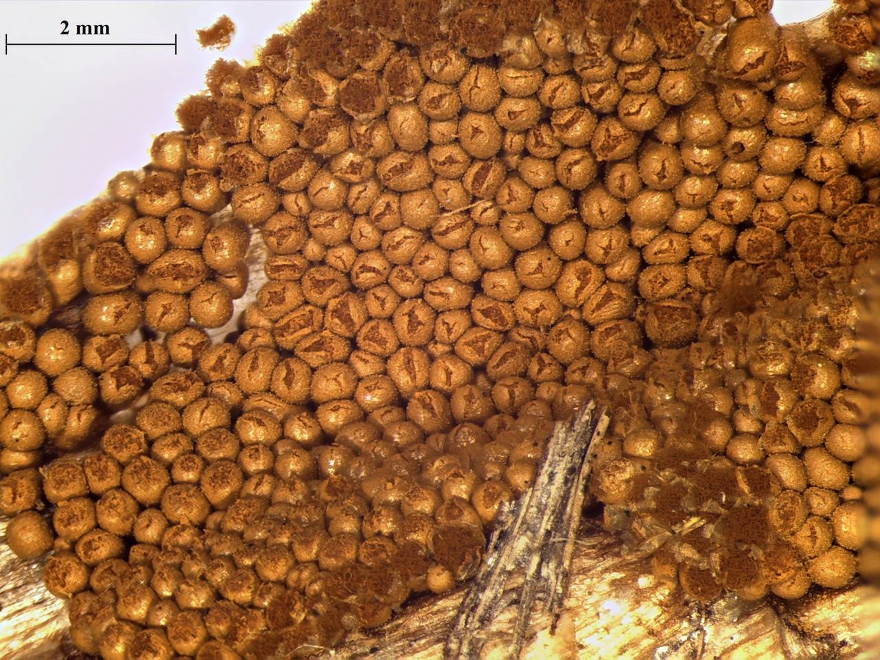Trichia persimilis - внешний вид спороношений, Лазовский, Primorsky Krai (Russia)