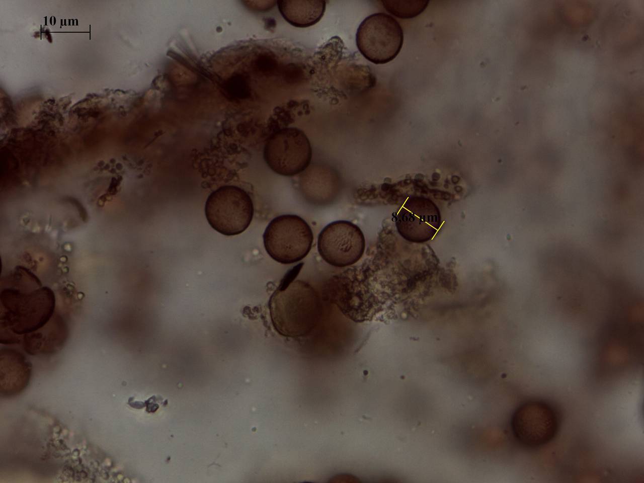 Physarum cf. auripigmentum  × 1000, Лазовский, Primorsky Krai (Russia)