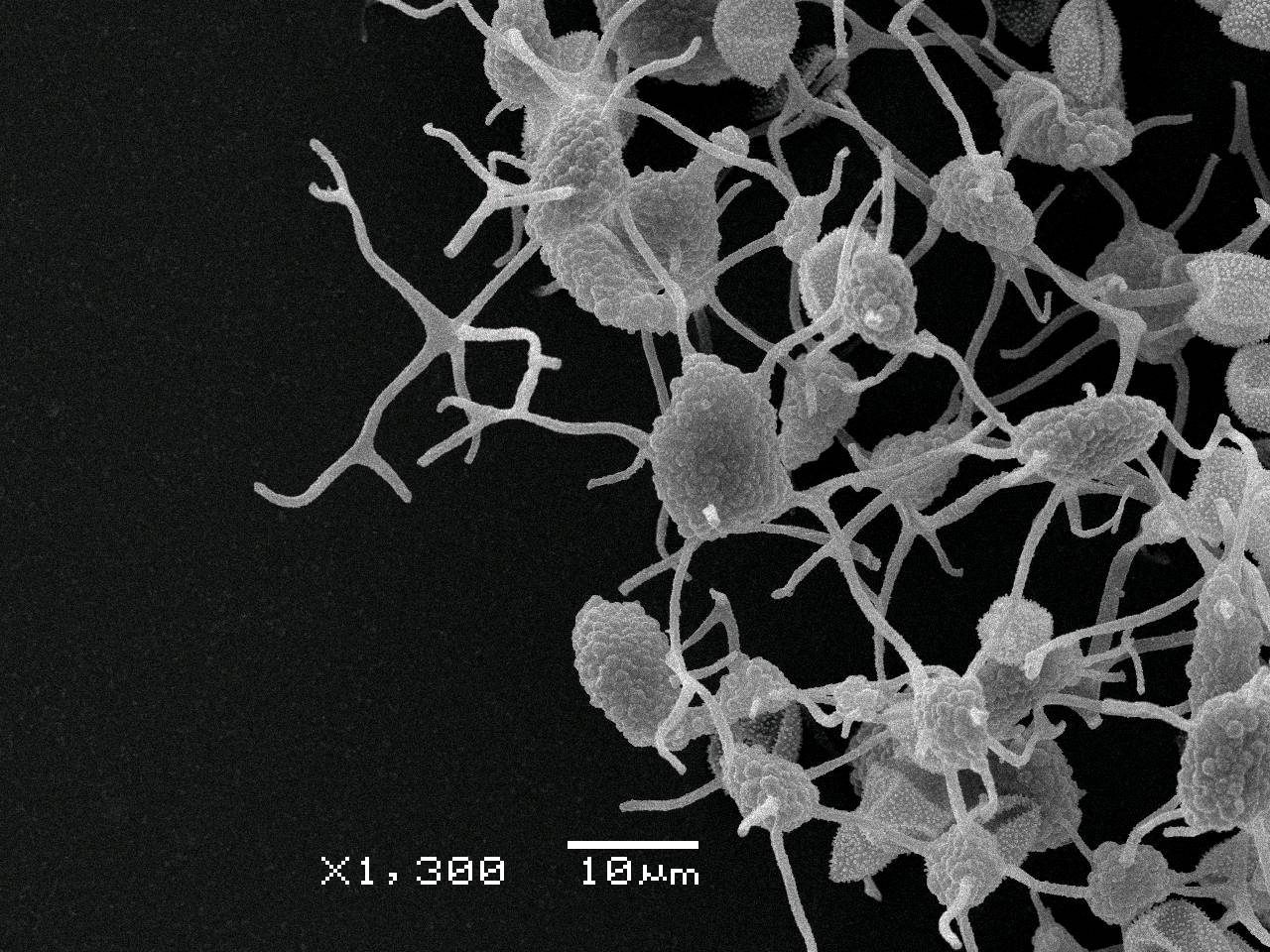 Physarum auripigmentum - Сеть капиллиция, СЭМ, Лазовский, Primorsky Krai (Russia)