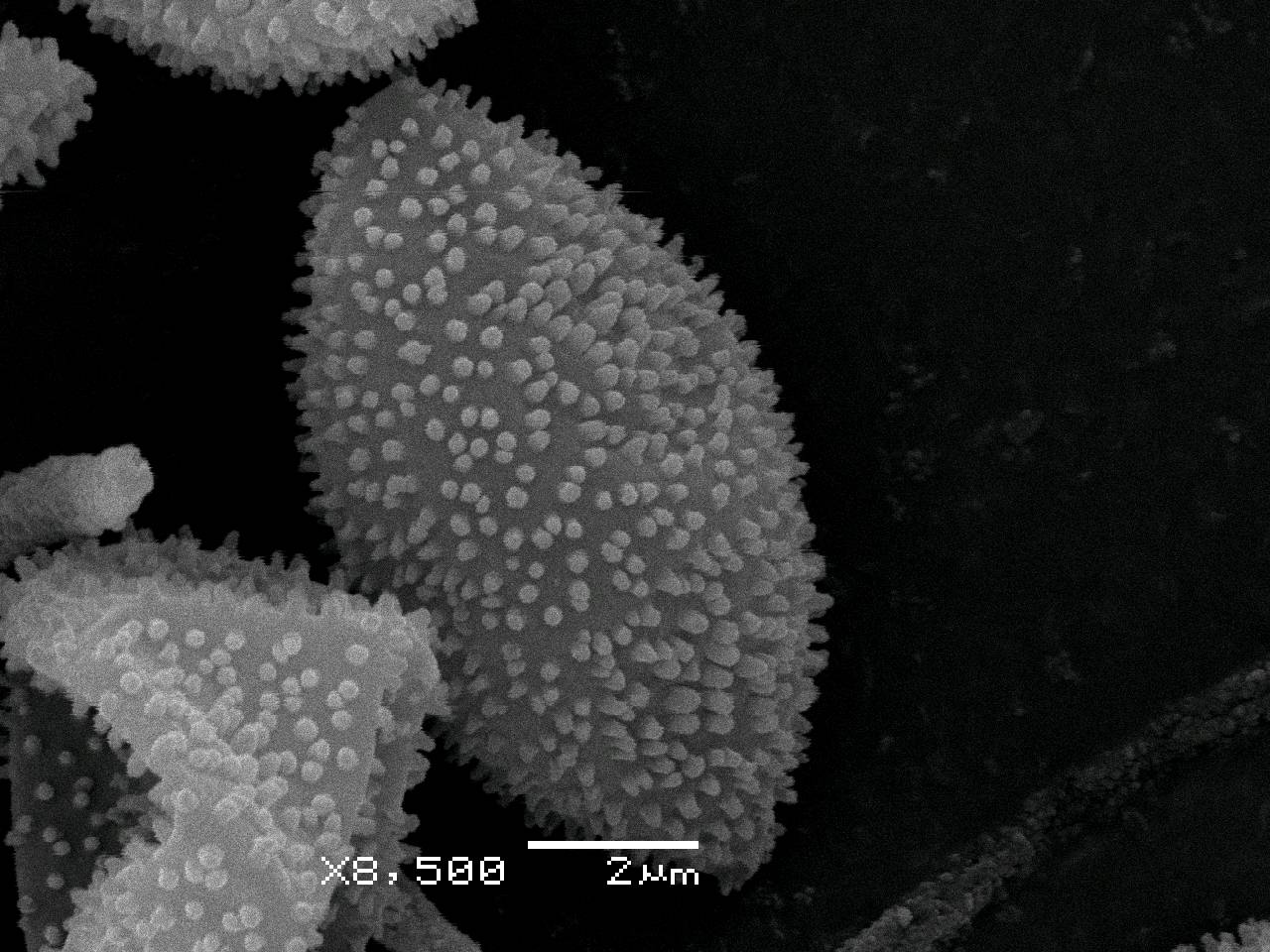 Physarum auripigmentum - Сеть капиллиция, СЭМ, Лазовский, Primorsky Krai (Russia)