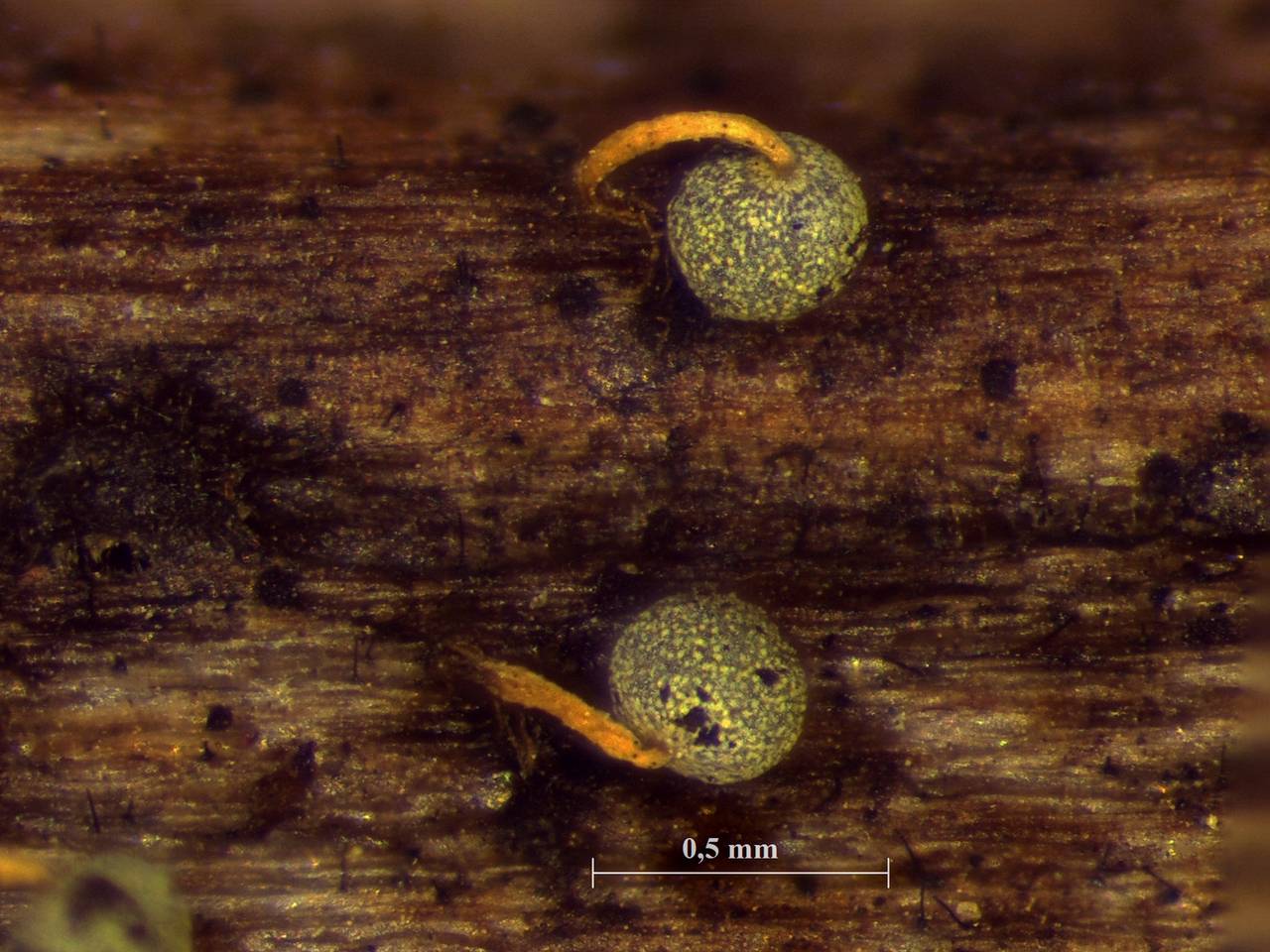 Physarum auripigmentum - Сеть капиллиция, СЭМ, Лазовский, Primorsky Krai (Russia)