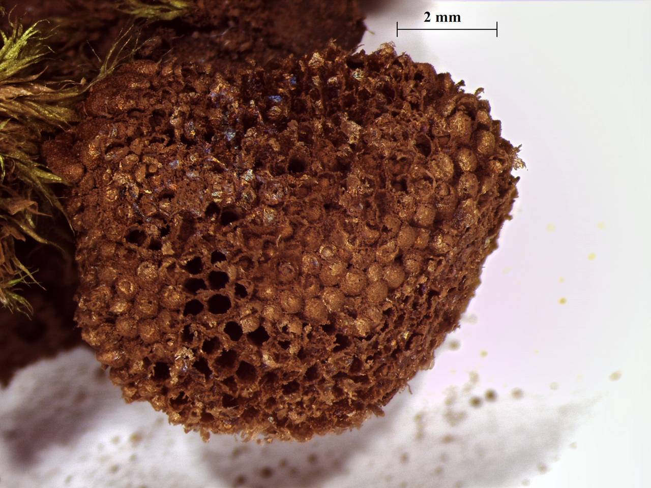 Tubifera  ferruginosa - внешний вид спороношений, Лазовский, Primorsky Krai (Russia)