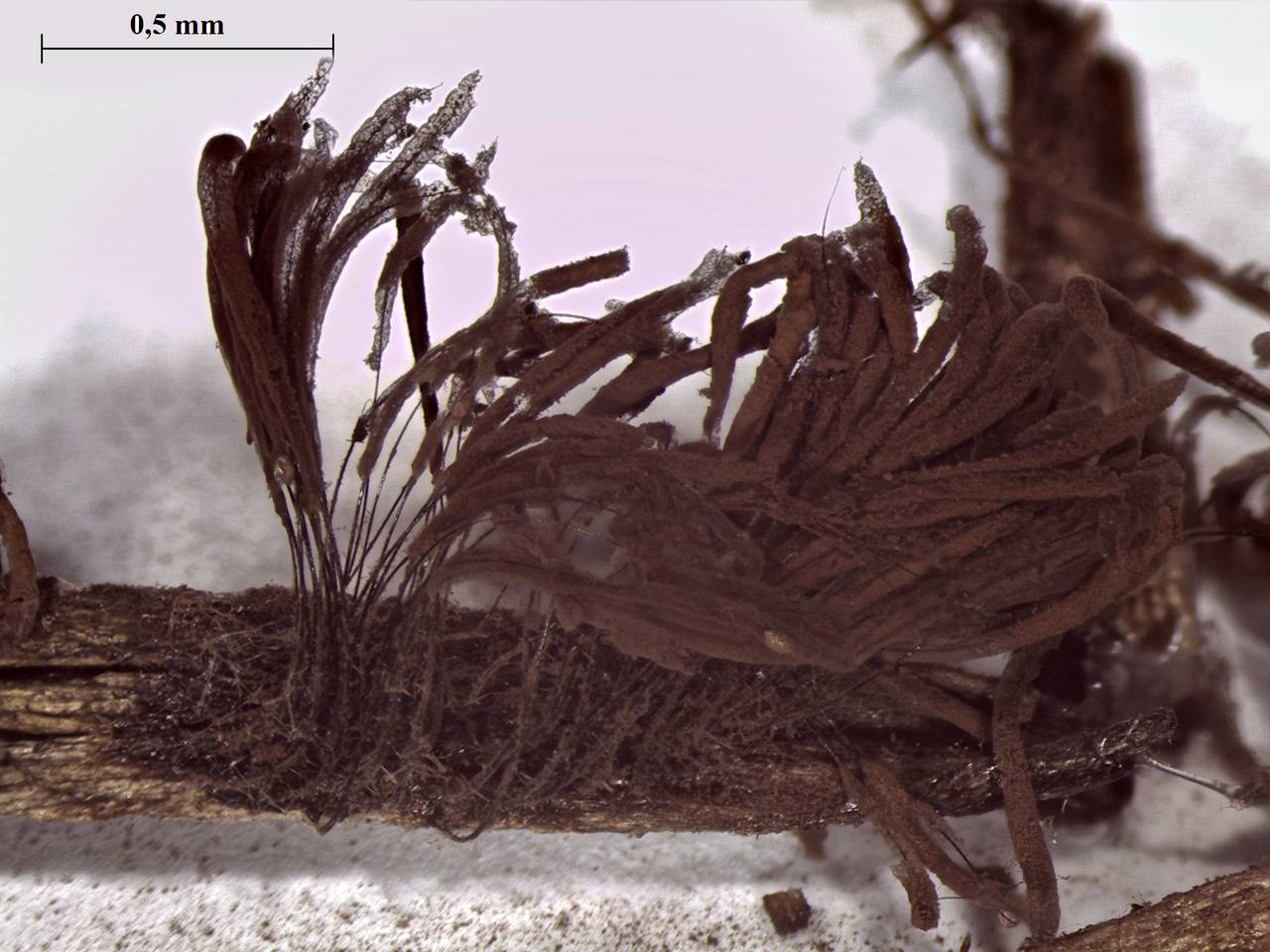 Stemonitis pallida - внешний вид спороношений, Лазовский, Primorsky Krai (Russia)