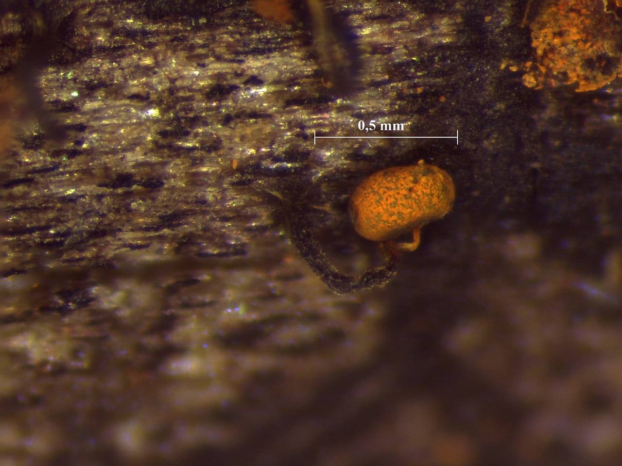 Physarum aurantium - споры × 1000, Лазовский, Primorsky Krai (Russia)