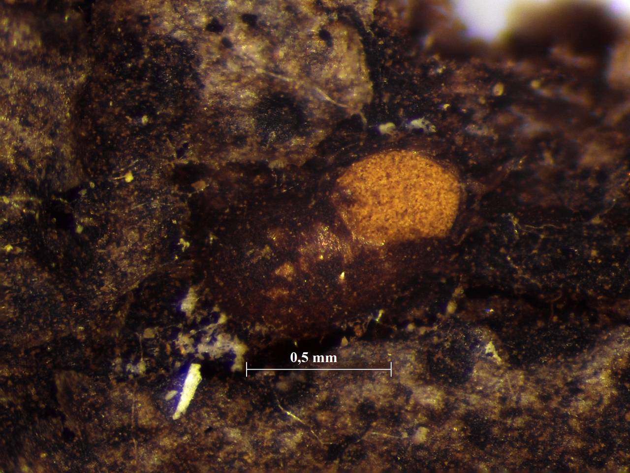 Perichaena corticalis - внешний вид спороношений, Лазовский, Primorsky Krai (Russia)