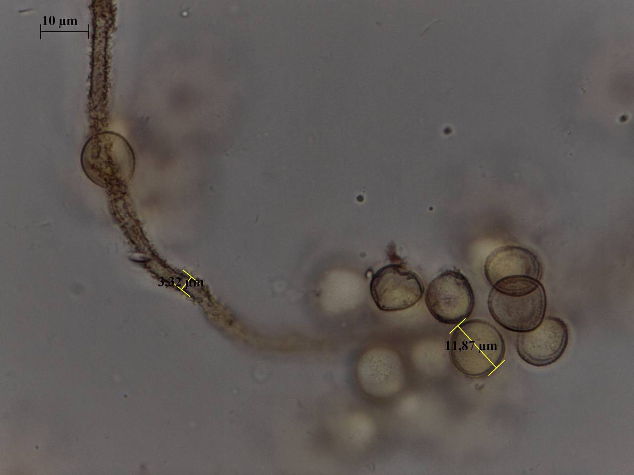 Perichaena corticalis - внешний вид спороношений, Лазовский, Primorsky Krai (Russia)